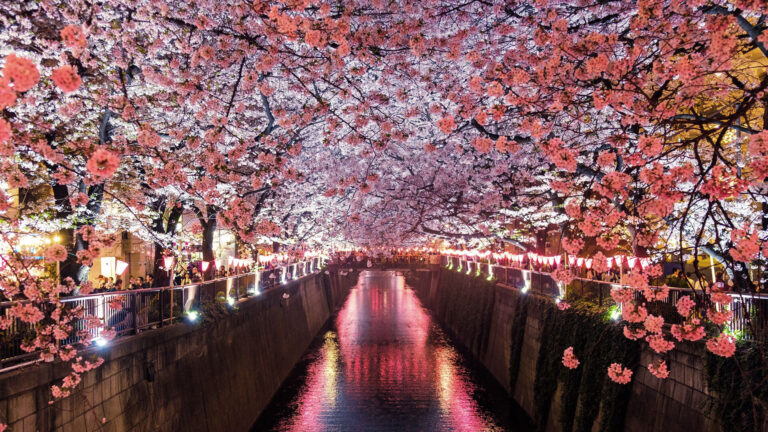 3895-Kirschblüte-Japan-sora-sagano-unsplash